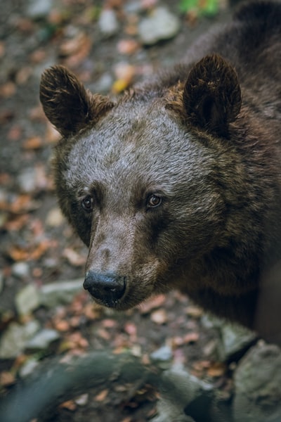 黑熊的选择性聚焦摄影